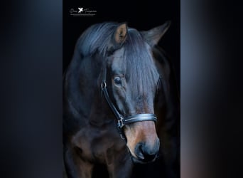 Hannoveraner, Stute, 6 Jahre, 174 cm, Dunkelbrauner