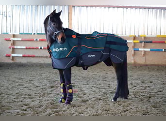 Hannoveraner, Stute, 6 Jahre, 174 cm, Dunkelbrauner