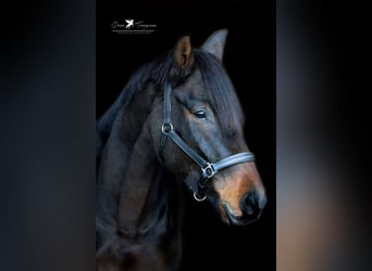Hannoveraner, Stute, 6 Jahre, 174 cm, Dunkelbrauner