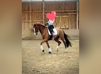 Hannoveraner, Stute, 6 Jahre, 174 cm, Fuchs