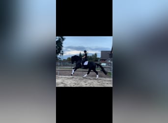 Hannoveraner, Stute, 6 Jahre, 174 cm, Rappe