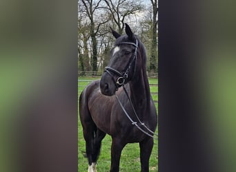 Hannoveraner, Stute, 6 Jahre, 174 cm, Rappe