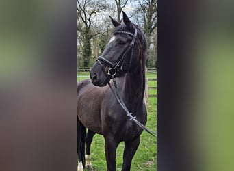 Hannoveraner, Stute, 6 Jahre, 174 cm, Rappe