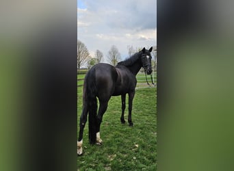 Hannoveraner, Stute, 6 Jahre, 174 cm, Rappe
