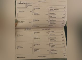 Hannoveraner, Stute, 6 Jahre, 174 cm, Rotbrauner