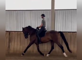 Hannoveraner, Stute, 6 Jahre, 174 cm, Rotbrauner