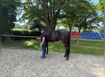 Hannoveraner, Stute, 6 Jahre, 174 cm, Schwarzbrauner