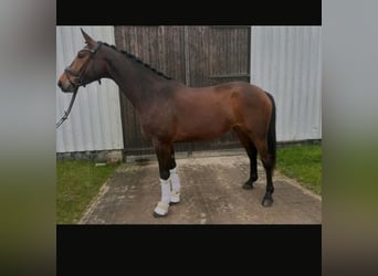 Hannoveraner, Stute, 6 Jahre, 175 cm, Brauner
