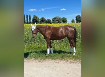 Hannoveraner, Stute, 6 Jahre, 175 cm, Dunkelfuchs