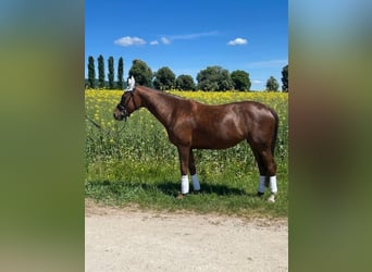 Hannoveraner, Stute, 6 Jahre, 175 cm, Dunkelfuchs
