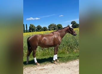 Hannoveraner, Stute, 6 Jahre, 175 cm, Dunkelfuchs