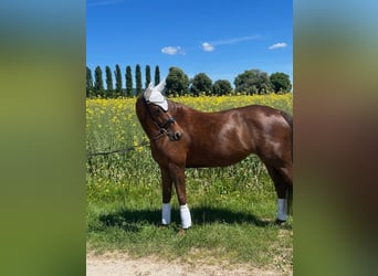 Hannoveraner, Stute, 6 Jahre, 175 cm, Dunkelfuchs