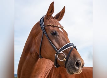 Hannoveraner, Stute, 6 Jahre, 175 cm, Fuchs