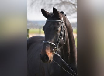 Hannoveraner, Stute, 6 Jahre, 175 cm, Schwarzbrauner