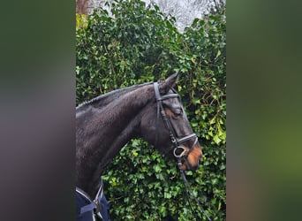 Hannoveraner, Stute, 6 Jahre, 175 cm, Schwarzbrauner