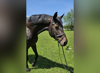 Hannoveraner, Stute, 6 Jahre, 175 cm, Schwarzbrauner
