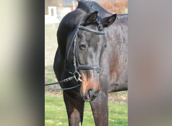 Hannoveraner, Stute, 6 Jahre, 175 cm, Schwarzbrauner