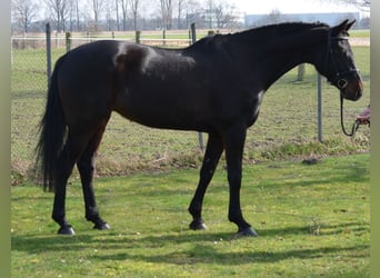 Hannoveraner, Stute, 6 Jahre, 175 cm, Schwarzbrauner