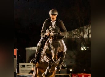 Hannoveraner, Stute, 6 Jahre, 175 cm, Schwarzbrauner