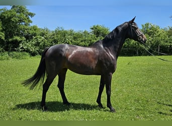 Hannoveraner, Stute, 6 Jahre, 175 cm, Schwarzbrauner