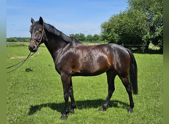 Hannoveraner, Stute, 6 Jahre, 175 cm, Schwarzbrauner