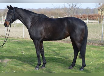 Hannoveraner, Stute, 6 Jahre, 175 cm, Schwarzbrauner