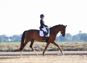 Hannoveraner, Stute, 6 Jahre, 176 cm, Dunkelfuchs