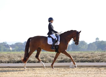 Hannoveraner, Stute, 6 Jahre, 176 cm, Dunkelfuchs
