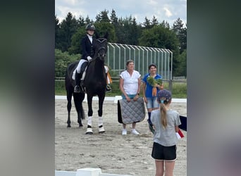 Hannoveraner, Stute, 6 Jahre, 176 cm, Rappe Hannoveraner, Stute, 6 Jahre, 176 cm, Rappe