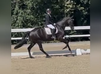 Hannoveraner, Stute, 6 Jahre, 176 cm, Rappe Hannoveraner, Stute, 6 Jahre, 176 cm, Rappe