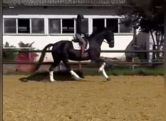 Hannoveraner, Stute, 6 Jahre, 176 cm, Rappe