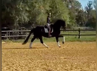 Hannoveraner, Stute, 6 Jahre, 176 cm, Rappe