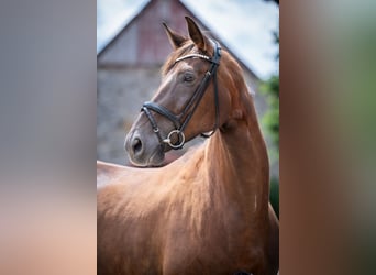 Hannoveraner, Stute, 6 Jahre, 178 cm, Dunkelfuchs