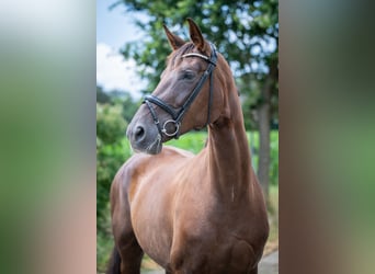 Hannoveraner, Stute, 6 Jahre, 178 cm, Dunkelfuchs