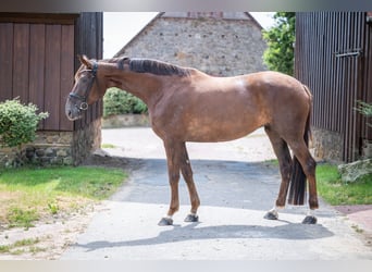 Hannoveraner, Stute, 6 Jahre, 178 cm, Dunkelfuchs