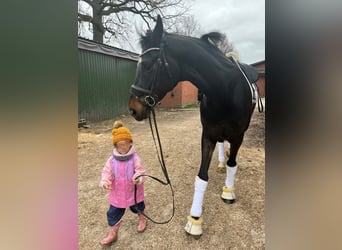 Hannoveraner, Stute, 6 Jahre, 178 cm, Schwarzbrauner