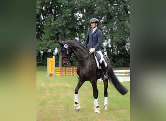 Hannoveraner, Stute, 6 Jahre, 178 cm, Schwarzbrauner