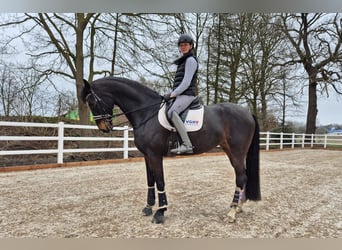 Hannoveraner, Stute, 6 Jahre, 178 cm, Schwarzbrauner