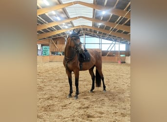 Hannoveraner, Stute, 6 Jahre, 180 cm, Brauner