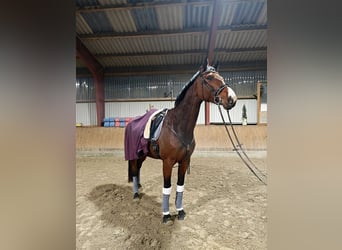 Hannoveraner, Stute, 6 Jahre, 180 cm, Brauner