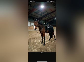 Hannoveraner, Stute, 6 Jahre, 180 cm, Brauner