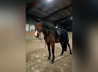 Hannoveraner, Stute, 6 Jahre, 180 cm, Brauner