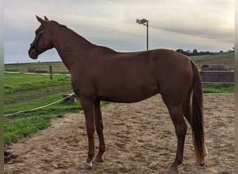 Hannoveraner, Stute, 6 Jahre, 180 cm, Fuchs