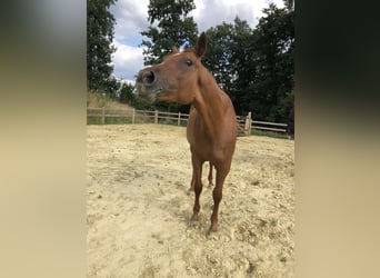 Hannoveraner, Stute, 6 Jahre, 180 cm, Fuchs