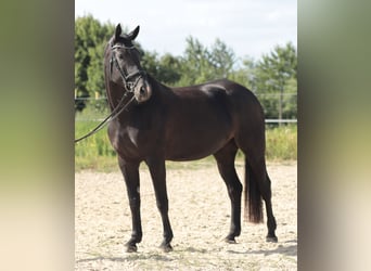 Hannoveraner, Stute, 6 Jahre, 180 cm, Rappe