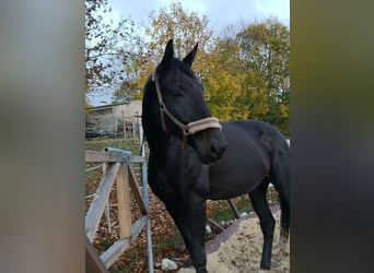 Hannoveraner, Stute, 6 Jahre, 180 cm, Schwarzbrauner