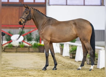 Hannoveraner, Stute, 6 Jahre, Brauner