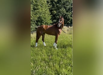 Hannoveraner, Stute, 6 Jahre, Fuchs