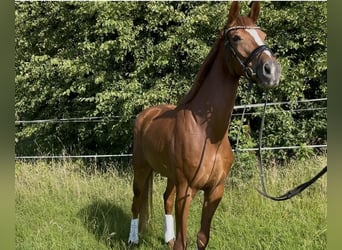 Hannoveraner, Stute, 6 Jahre, Fuchs