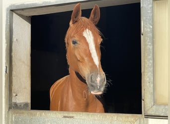 Hannoveraner, Stute, 6 Jahre, Fuchs